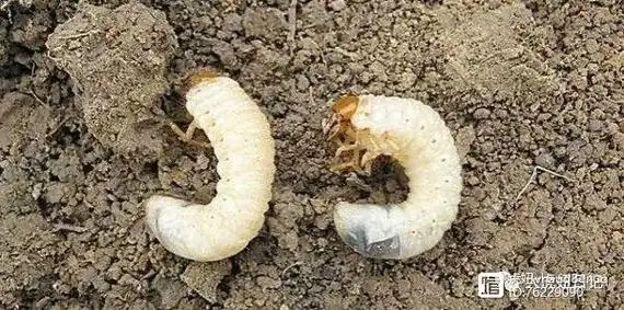 起初我想花生地里能有大牙虫说明土地还是绿色有机的,没有污染.