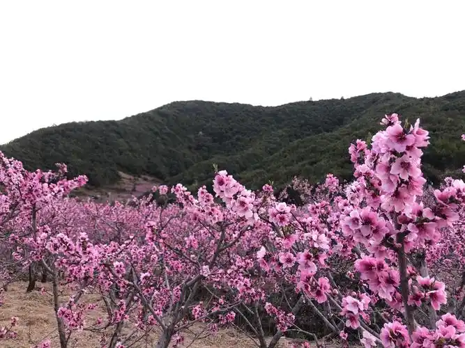 水城山下桃花朵朵开