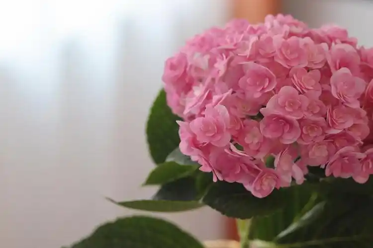 重瓣粉色绣球好美啊(uu)