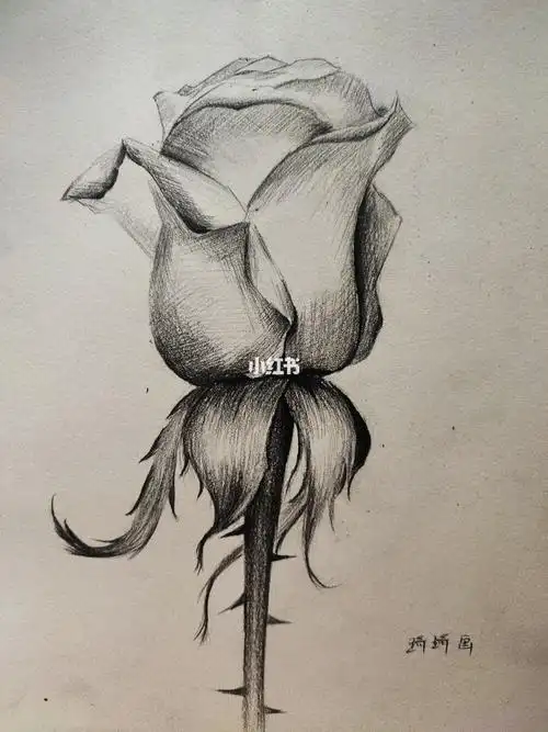 素描玫瑰花手绘步骤图