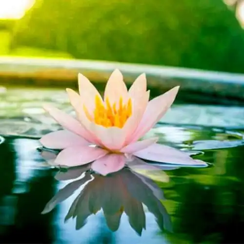 佛系图片头像禅意荷花 独一无二的佛系莲花图片微信头像_微信头像_头