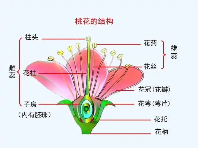 生物人教版七年级上册第三节花的结构ppt