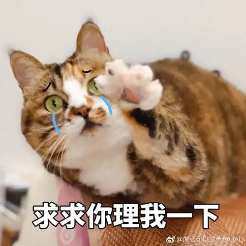 猫表情包求求你理我一下