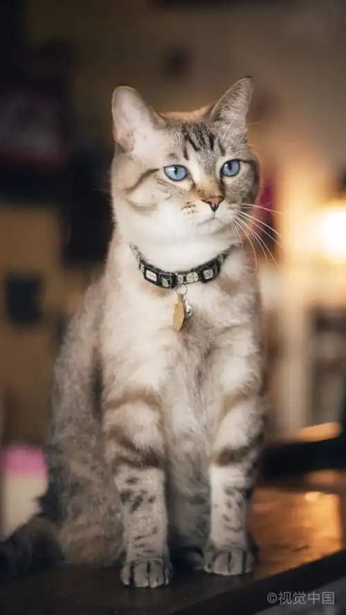 无论怎么任劳任怨供吃供喝,喵星人看上去还是一样高冷.