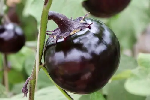 海泽田绿色蔬菜展示—圆茄篇