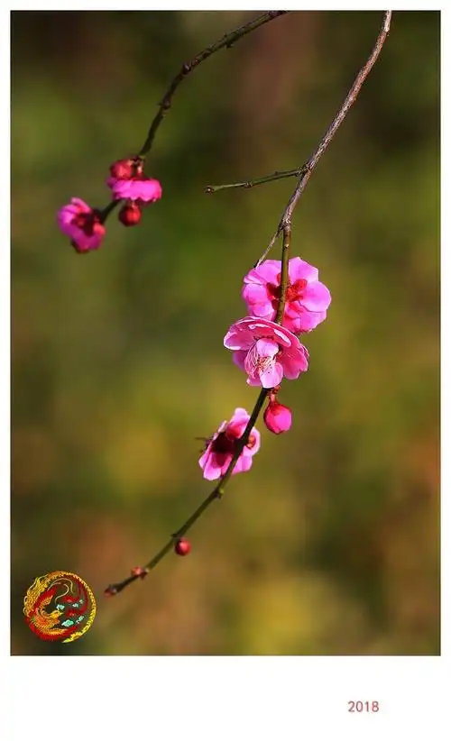 一枝梅花独自芳 (2018)