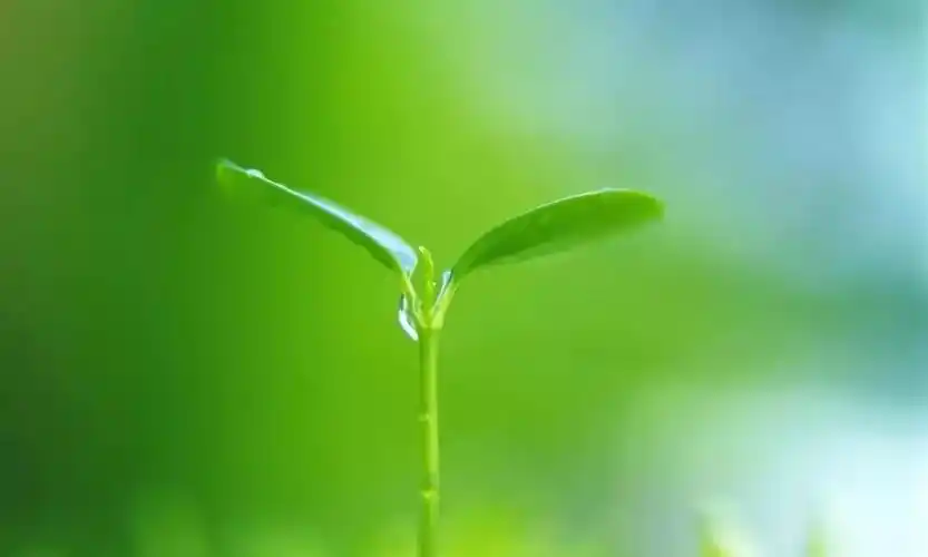 高清微信护眼图,选1张当聊天背景图吧!(附24首养生音乐)