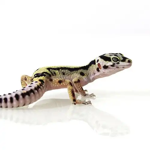 豹纹守宫壁虎幼体入门级变异宠物活体蜥蜴活物稀有小型爬宠不咬人