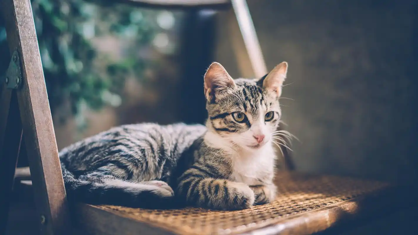 可爱的动物特写高清宽屏桌面壁纸