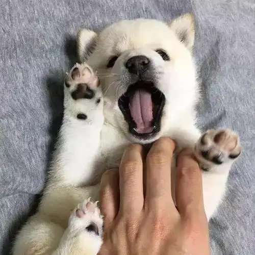 小奶狗我超凶的表情包