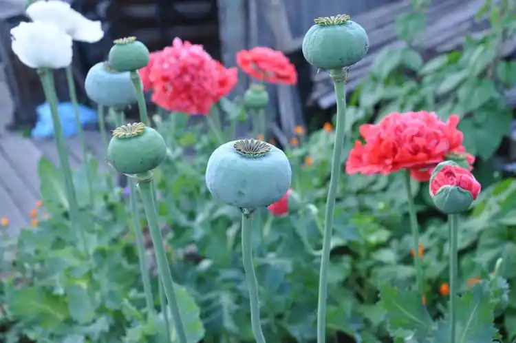 『原创』冒死偷拍私种的罂粟(鸦片) - 周冬霖 - 周冬霖的博客