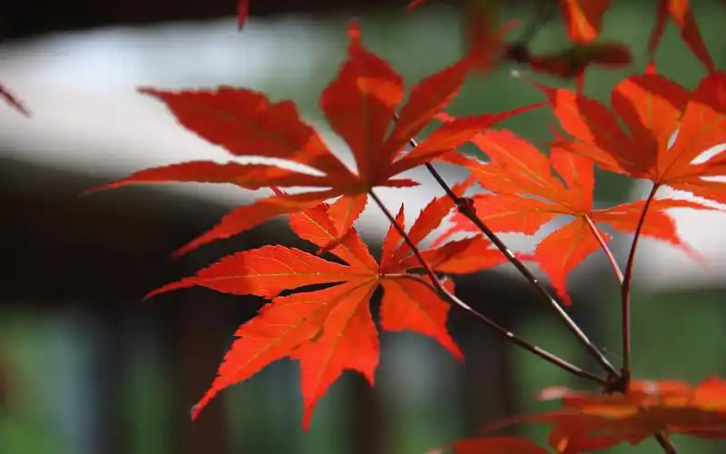 小清新唯美枫红摄影高清桌面壁纸