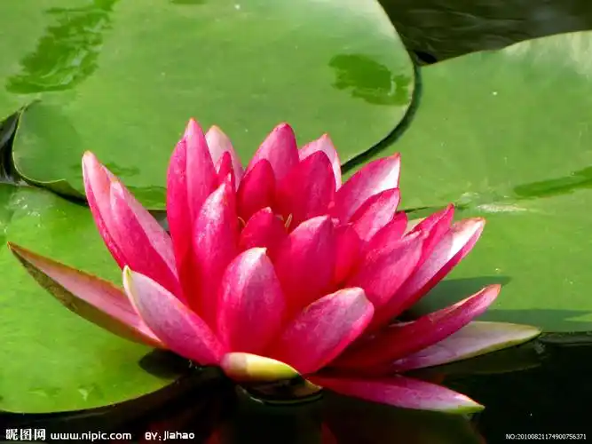 玫红水莲花图片