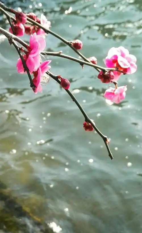 诗配画 照水寒梅