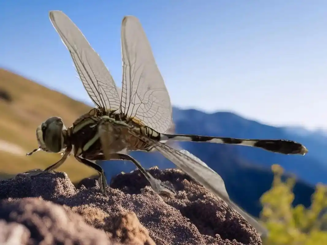 蜻蜓-儿时的追逐