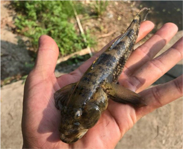 江苏钓鱼人钓获巨型尖塘鳢,该不该放生引发争议|尖塘鳢|笋壳鱼|钓鱼人