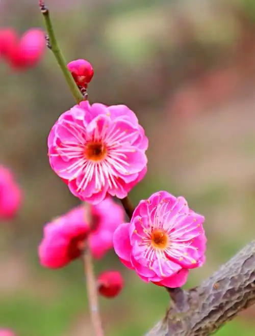 红梅花开满园春
