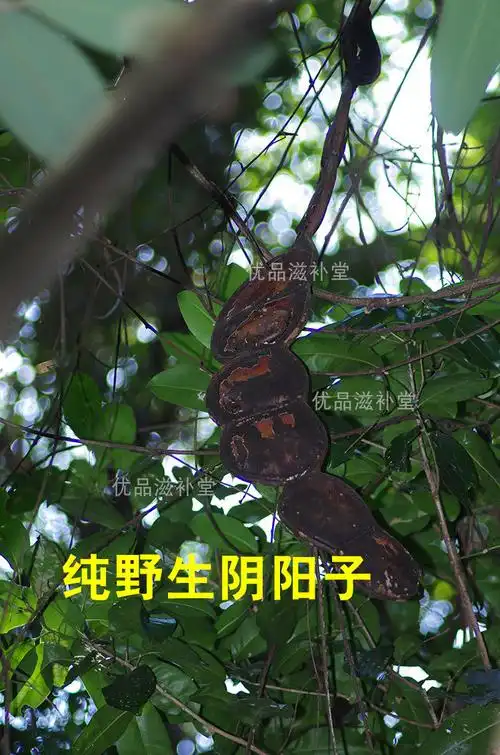 伟博广西精选阴阳子250g500g榼藤子木腰子过江龙果子风流果双肾子 250