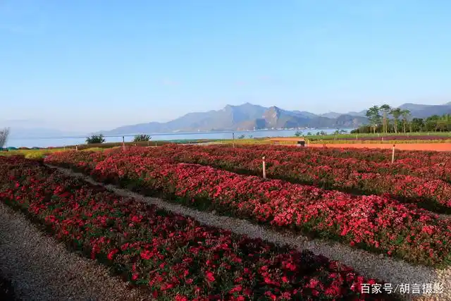 清晨人还不多的抚仙湖边上的"花海"