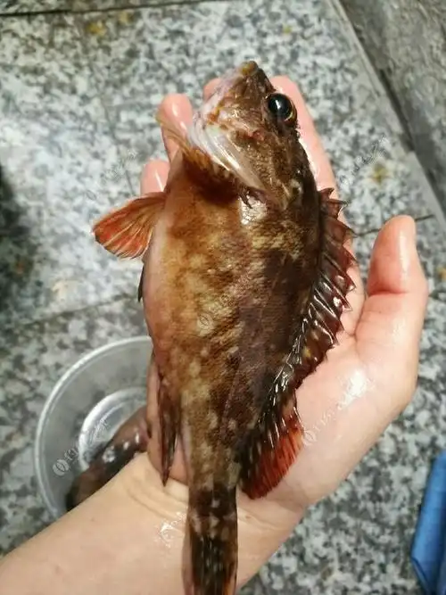 这么大的石九公