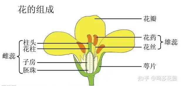 你准备好了吗?又到了康乃馨飘香的日子 - 知乎