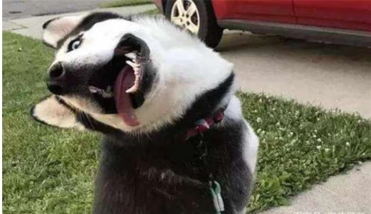 哈士奇爆笑图片,自带笑点的二哈做出的事能让人笑喷