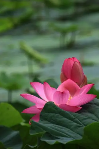 七月的沈阳,荷花依旧,"水中仙子并红腮, 一点芳心两处开."