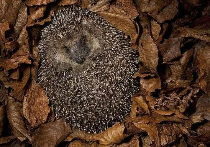 为何动物冬眠的时候可以不吃不喝?