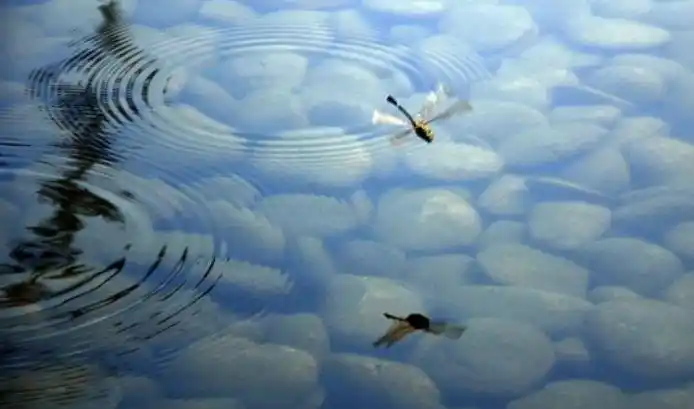 "蜻蜓点水"会在水面上的一点引起振动,振动向周围传播,就产生了一系列