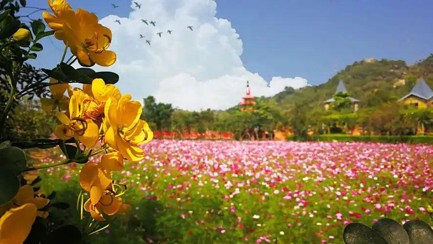 冬季到丹樱赏花海