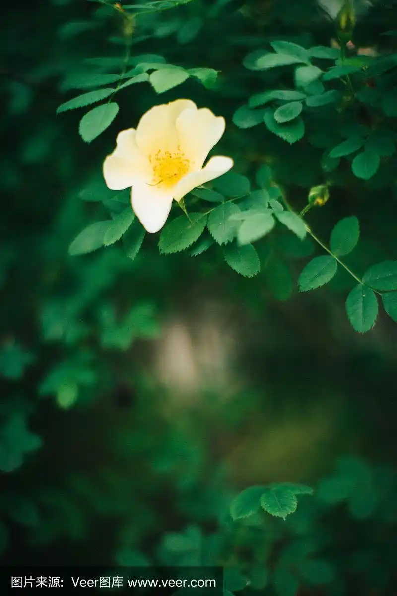 深绿色的叶子,抽象的自然背景,自然的叶子纹理