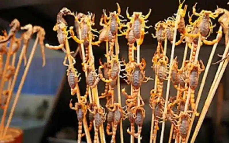 令人头皮发麻的活蝎子串