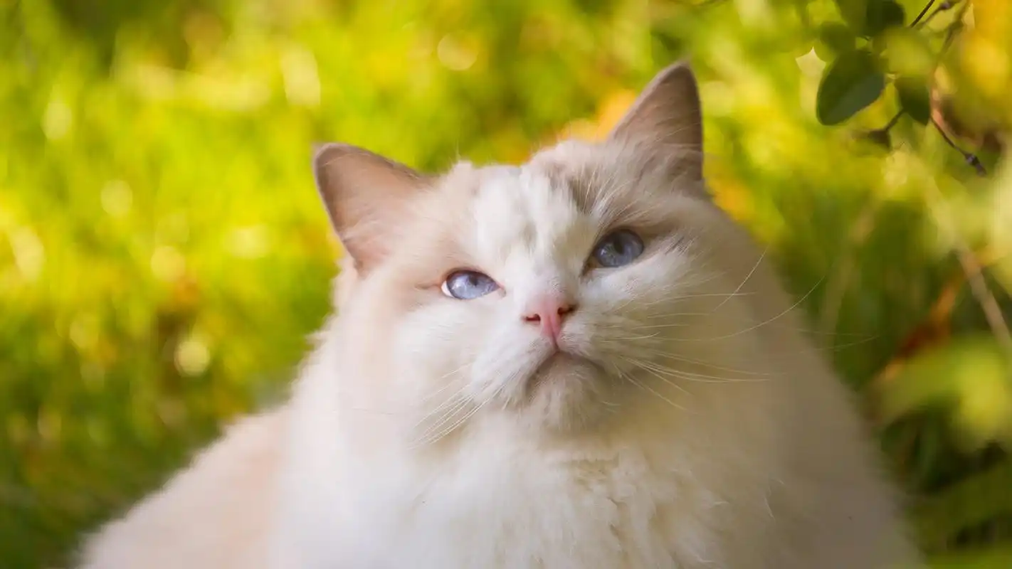 美丽优雅的布偶猫高清桌面壁纸