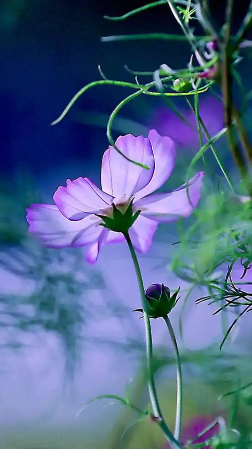 极美的花朵壁纸,流光溢彩