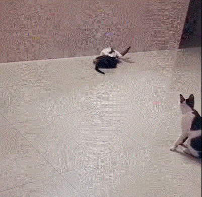 怎么滴就动起手来了,在一旁的猫妈妈也是无奈:这俩小崽子又开始闹起来