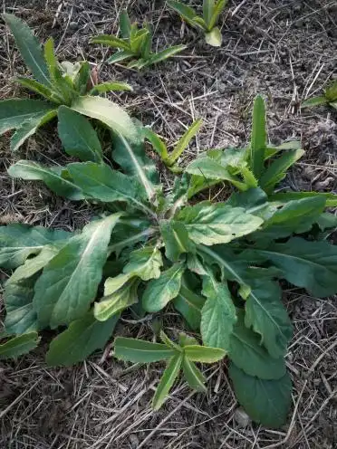 1 小时前   最佳答案 地胆草 别    称 地胆头,磨地胆,苦地胆,地苦胆