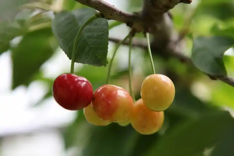 樱桃图片水果樱桃