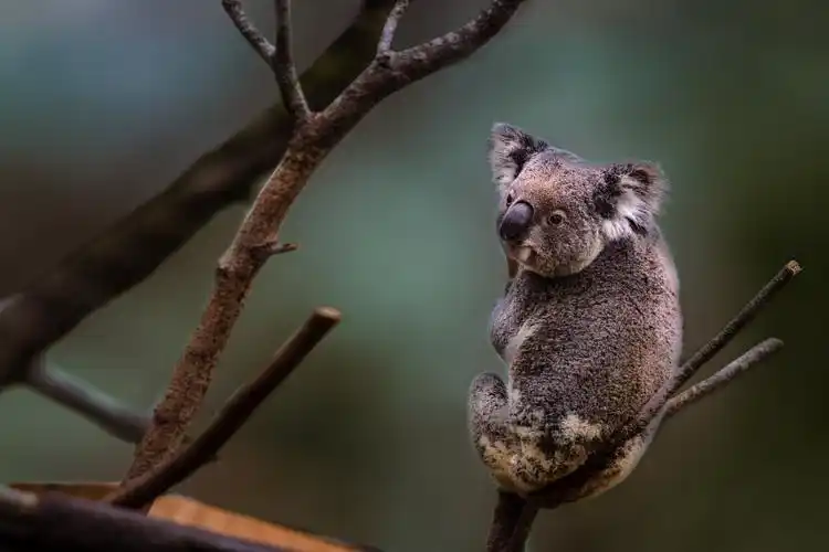 考拉是一和温和可爱的动物,它一天的睡眠时间约二十个小时.