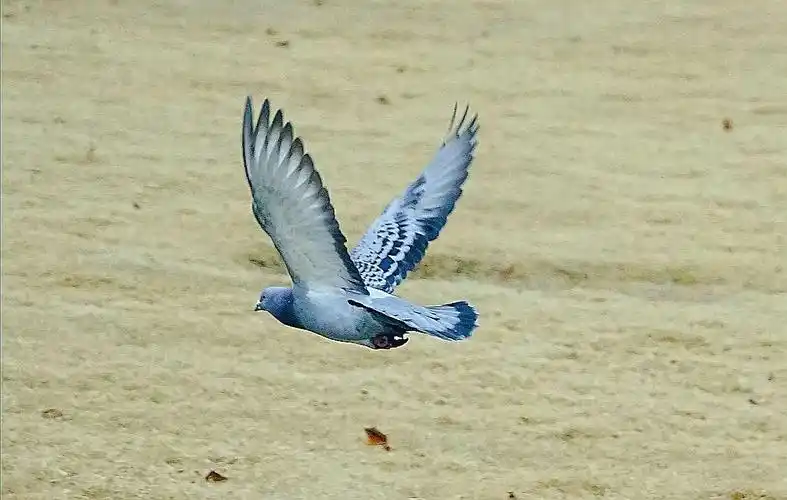清晨我放飞一群白鸽 为你衔来一枚橄榄叶 鸽子在崇山峻岭飞过 我们