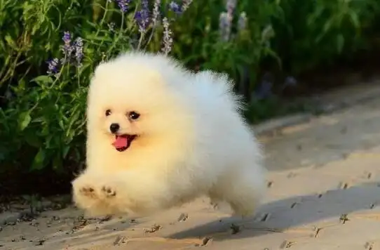 十种体型最小的狗狗排名最小的狗狗仅拳头大小超级可爱