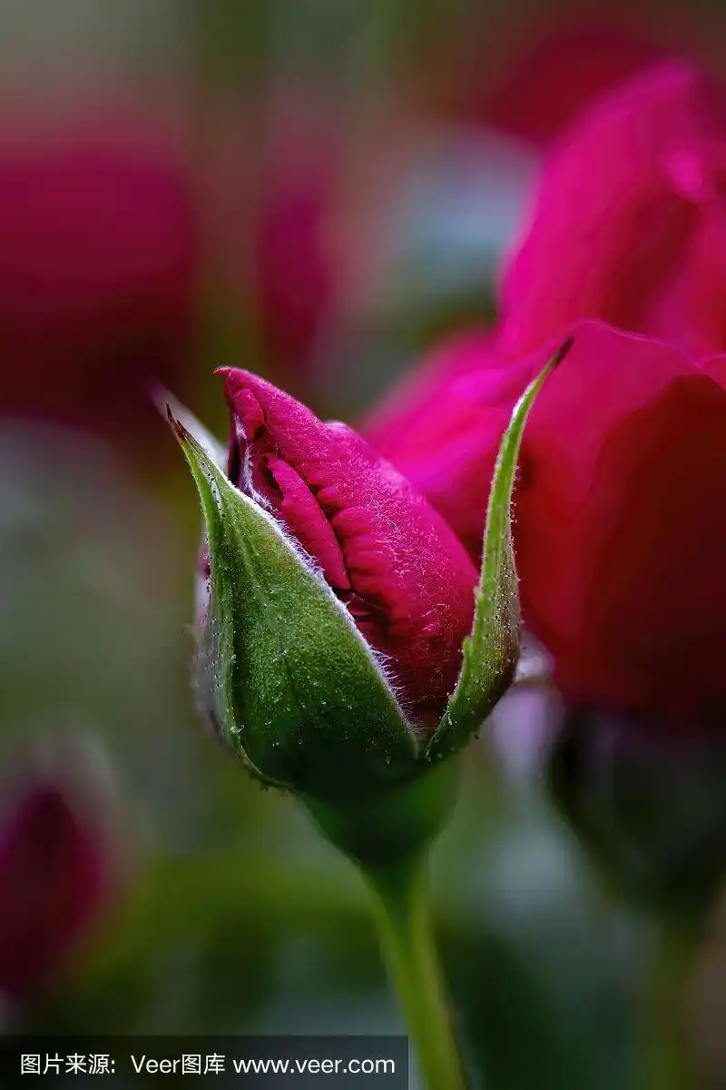 含苞待放的红玫瑰