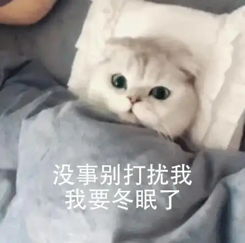 萌宠 猫星人 没事别打扰我 我要冬眠了 可怜 呆萌 可爱