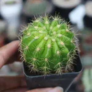 玻璃球仙人球金盛丸草球属仙人掌新手盆栽好养易活防辐射办公绿植