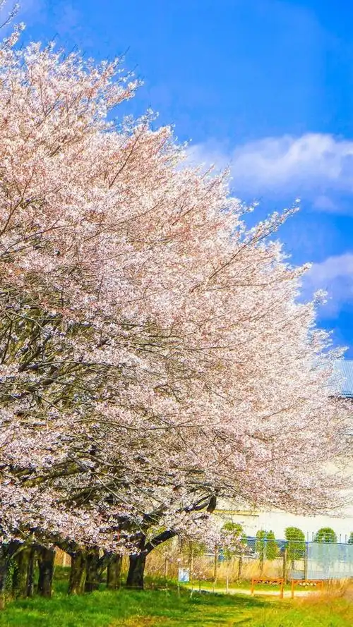 日本樱花风景
