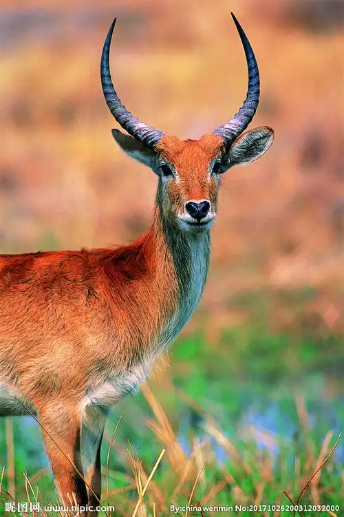 羚羊图片