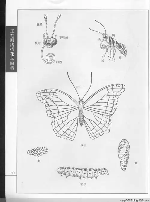 工笔画白描---蝴蝶