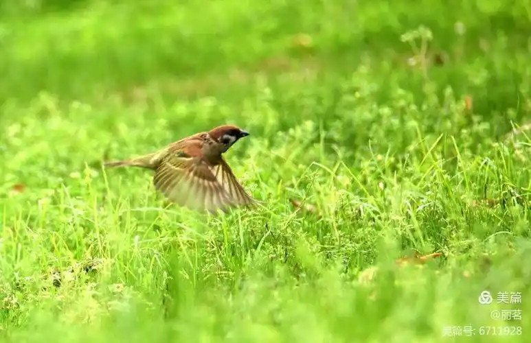 【湘潭鸟摄】作品欣赏(15)