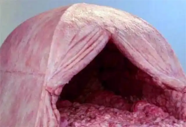 全球最恶心的帐篷躺里面仿佛在动物胃里给你7万敢住吗