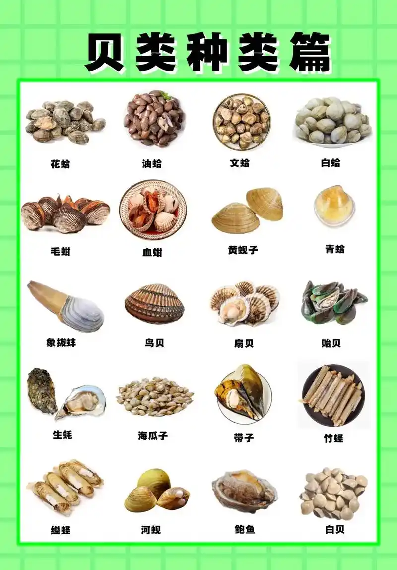 贝壳类种类篇.今天收集一下常见贝类海鲜种类,包括他们的分布, - 抖音