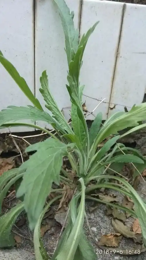 飞蓬   俗名扫把草   菊科